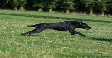 Labrador Retriever dogs - Advert 5