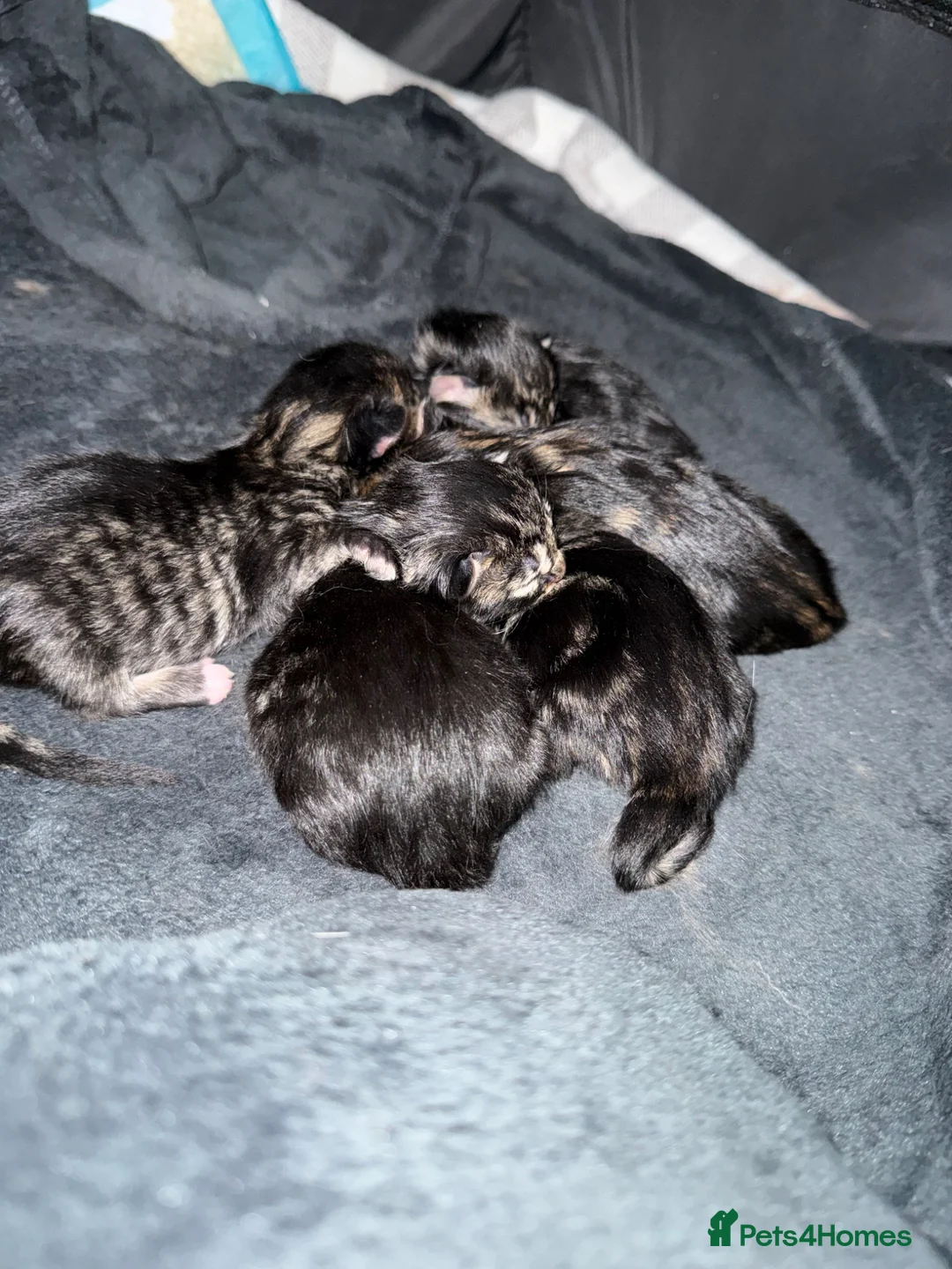 Maine Coon cats for sale: Maine coon kittens - Advert 5