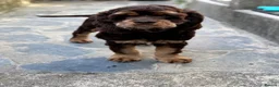 American Cocker Spaniel dogs for sale: Chocolate/tan American cocker spaniel  - Advert 1