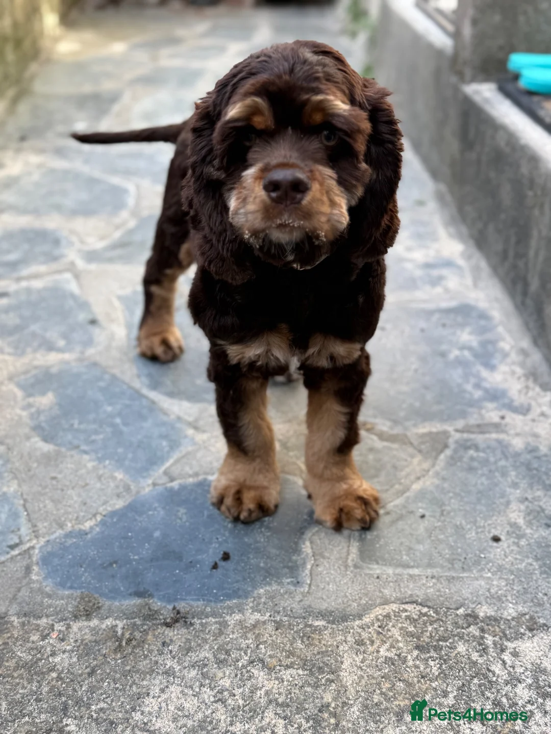 American Cocker Spaniel dogs for sale: Chocolate/tan American cocker spaniel  - Advert 1
