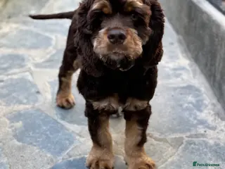 American Cocker Spaniel dogs Chocolate/tan American cocker spaniel - Advert 5
