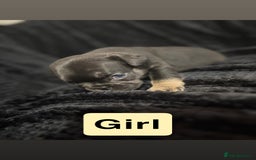 French Bulldog dogs for sale: French bulldog puppies  - Image 6