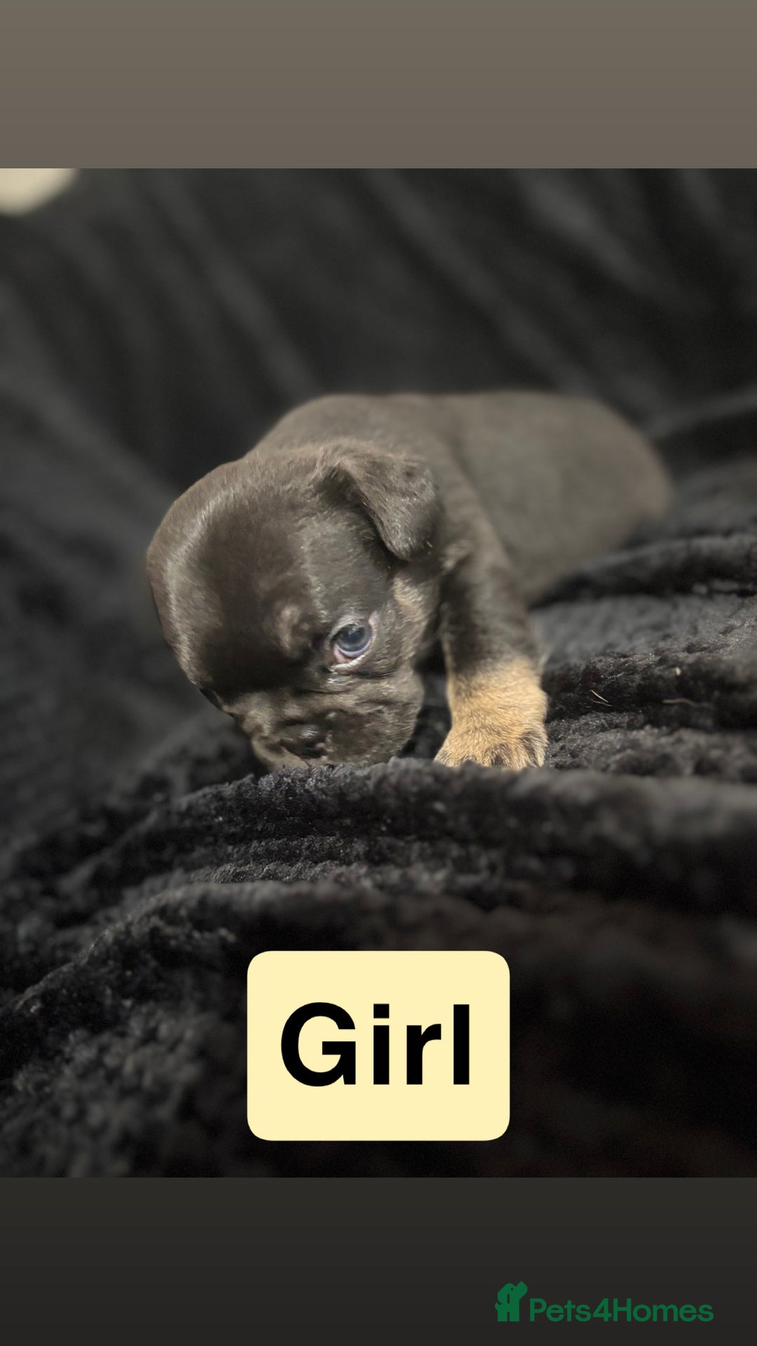 French Bulldog dogs for sale: French bulldog puppies  - Image 6