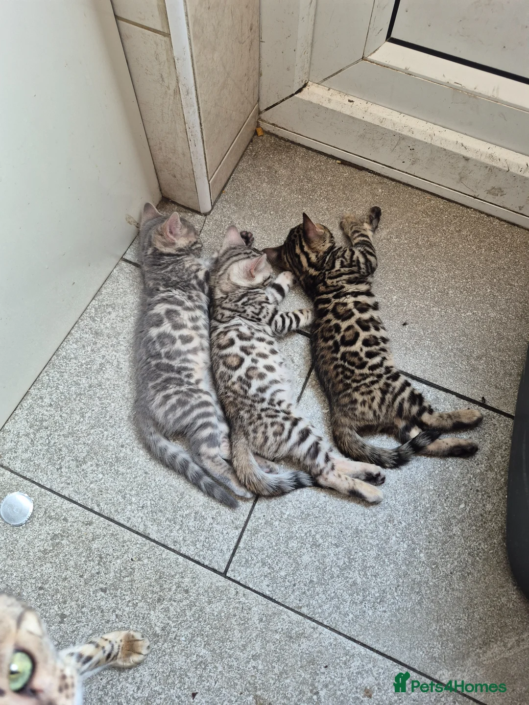 Bengal cats for sale: Bengal kittens tica registered full pedigree - Advert 1