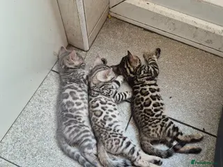 Bengal cats Bengal kittens tica registered full pedigree - Advert 1