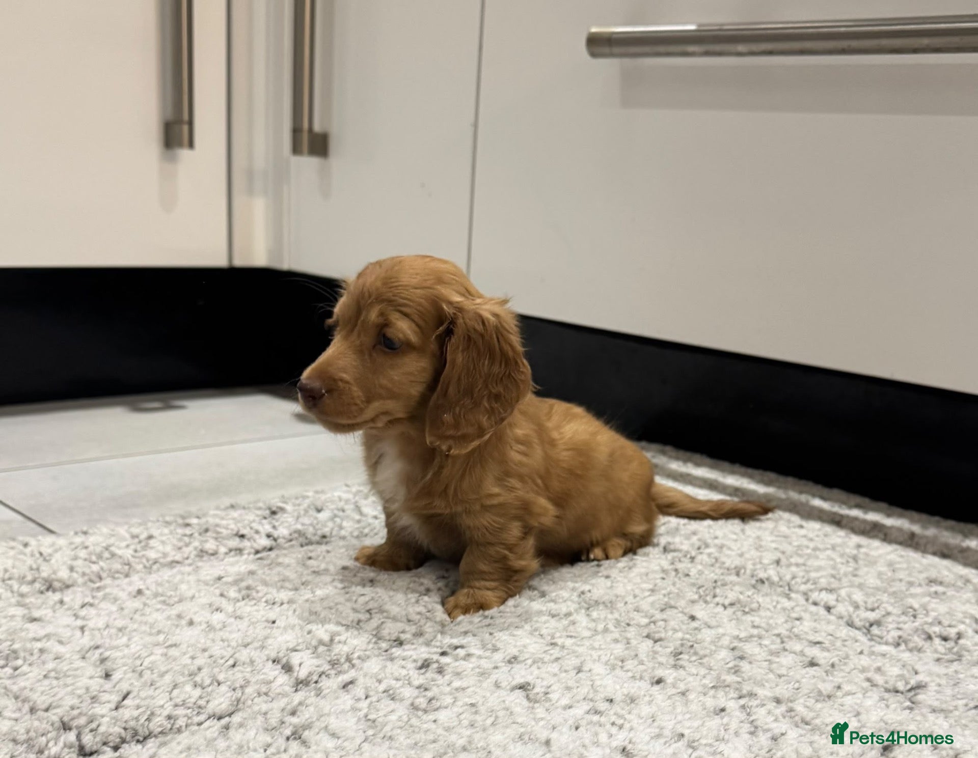 Miniature Dachshund dogs STUNNING KC LONG HAIRED MINIATURE DACHSHUND PUPS💕 - Advert 17
