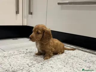 Miniature Dachshund dogs STUNNING KC LONG HAIRED MINIATURE DACHSHUND PUPS💕 - Advert 17