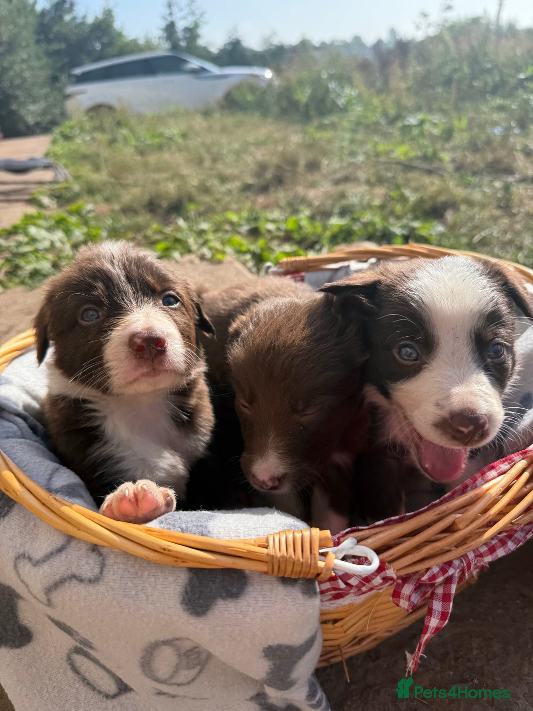 Border Collie dogs for sale: Working chocolate border collies  - Image 4