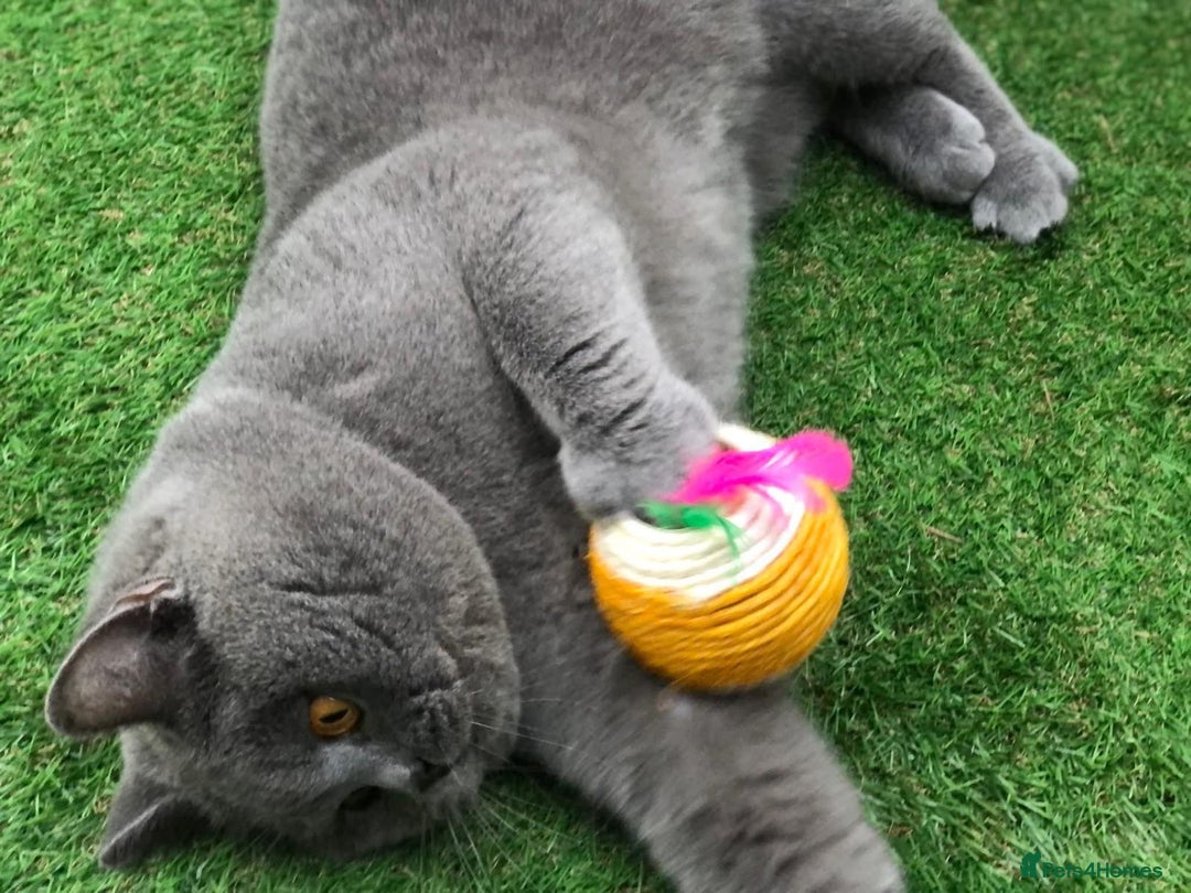 British Shorthair cats for sale: British Shorthair Boy - Advert 4