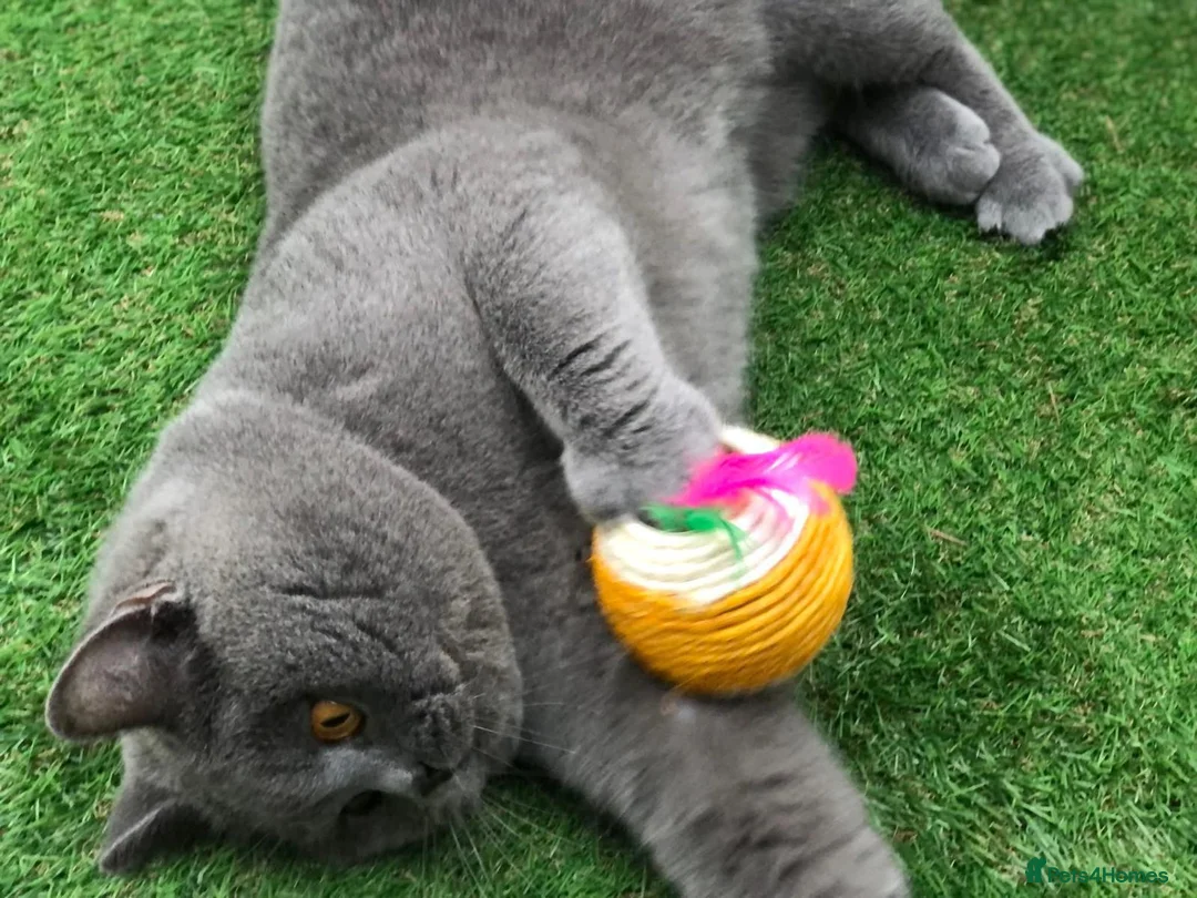 British Shorthair cats for sale: British Shorthair Boy - Advert 4