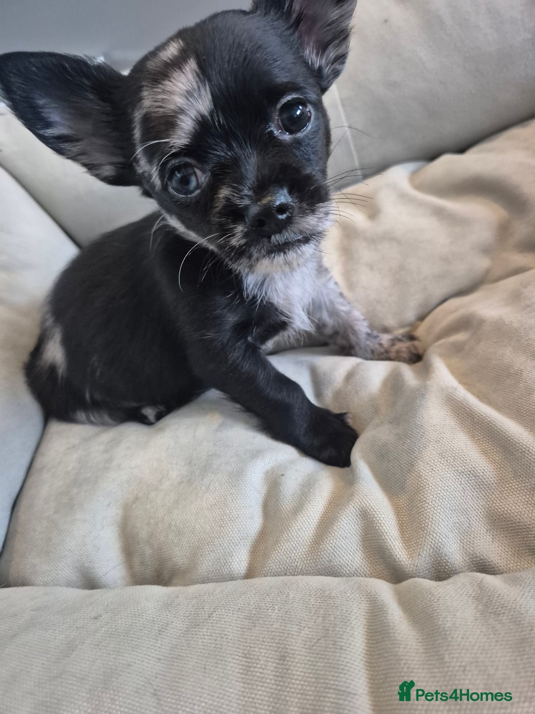 Chihuahua dogs for sale: 3 beautiful tiny pure breed chihuahua  - Advert 10