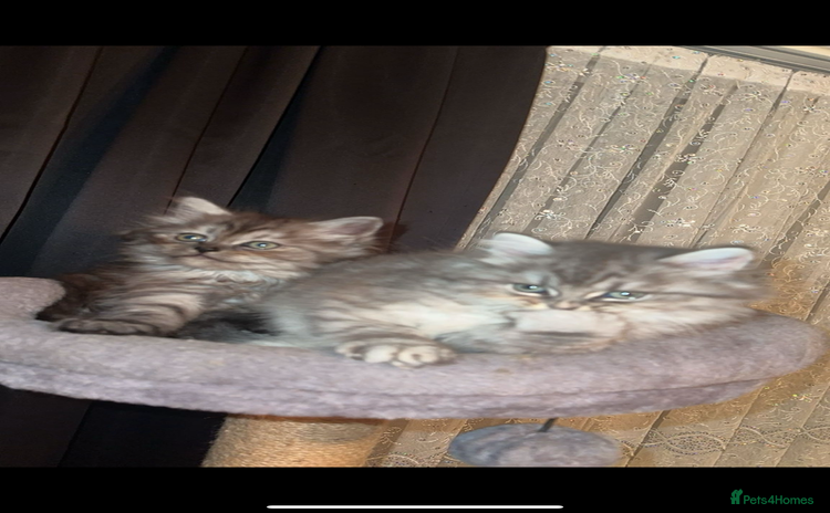 Mixed Breed cats - Advert 2