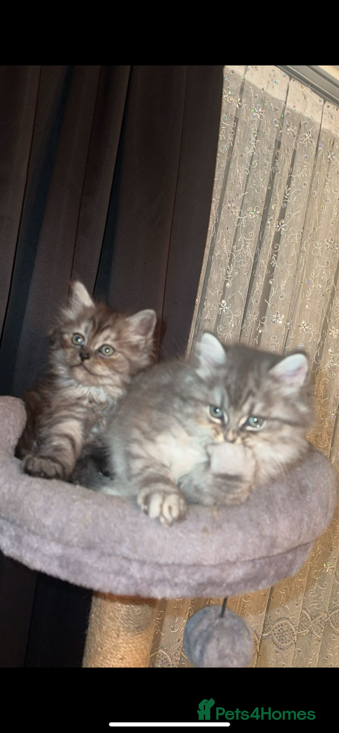 Mixed Breed cats for sale: 2 female kittens for sale  - Image 1