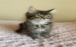 Maine Coon cats for sale: Maine Coon Cross Female Kitten  - Image 2