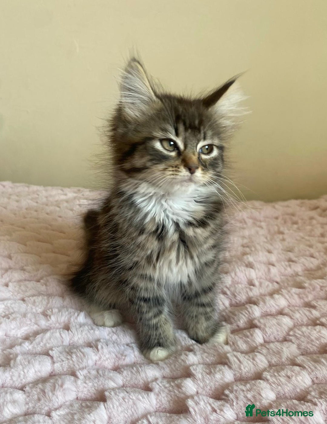Maine Coon cats for sale: Maine Coon Cross Female Kitten  - Image 2