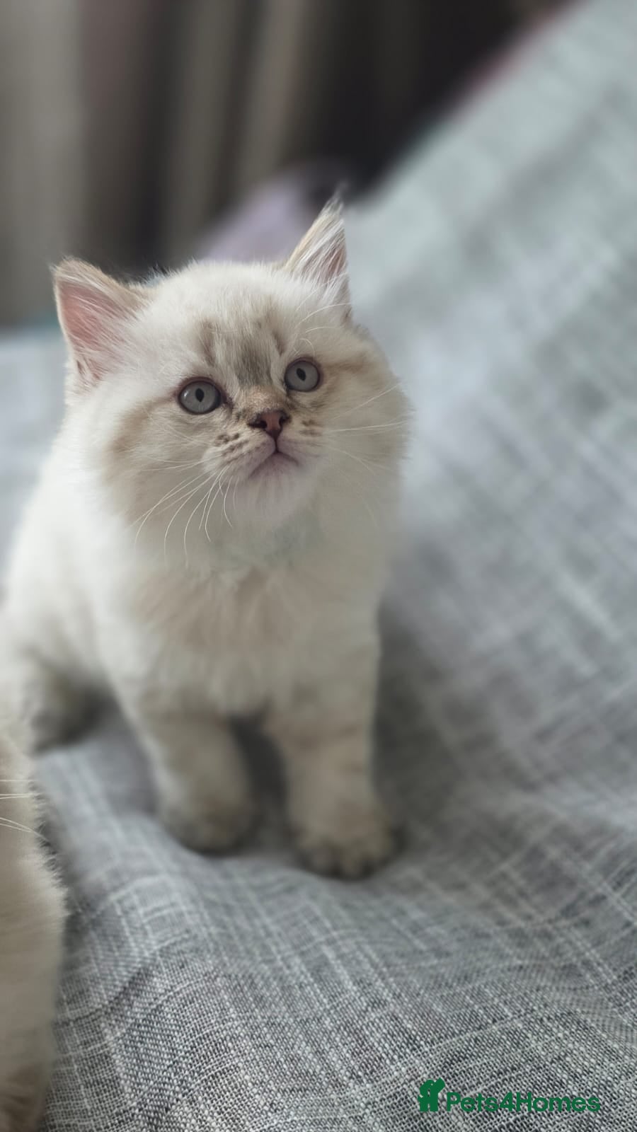 Mixed Breed cats for sale: Ragdoll/British shorthair  - Advert 1