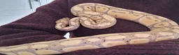 Python Snake reptiles for sale: Banana Royal Python - Male in Cambridge - Advert 4