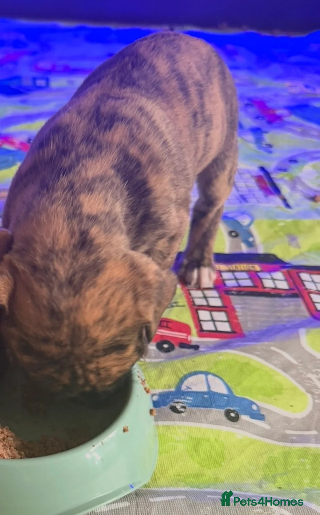 Presa Canario dogs for sale: 5 presa back up for sale  - Advert 2