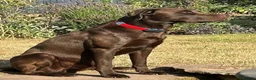 Labrador Retriever dogs for stud: Handsome Pedigree Chocolate KC registered Lab in Hereford - Advert 6