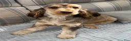 Cocker Spaniel dogs for sale: KC registered Show cocker spaniel  in King's Lynn - Advert 1