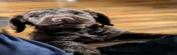 Cocker Spaniel dogs for sale: 7th Gen pure bred Cocker Spaniel pups for sale   - Advert 4