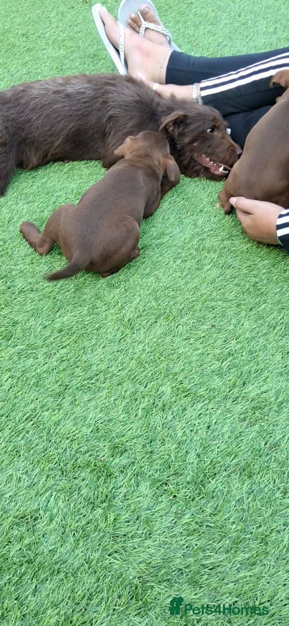 Patterdale Terrier dogs 2 beautiful patterdale puppies  - Advert 2