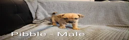 Mixed Breed dogs for sale: 5 Jackawawa/Chug puppies for sale in Sheffield - Advert 6