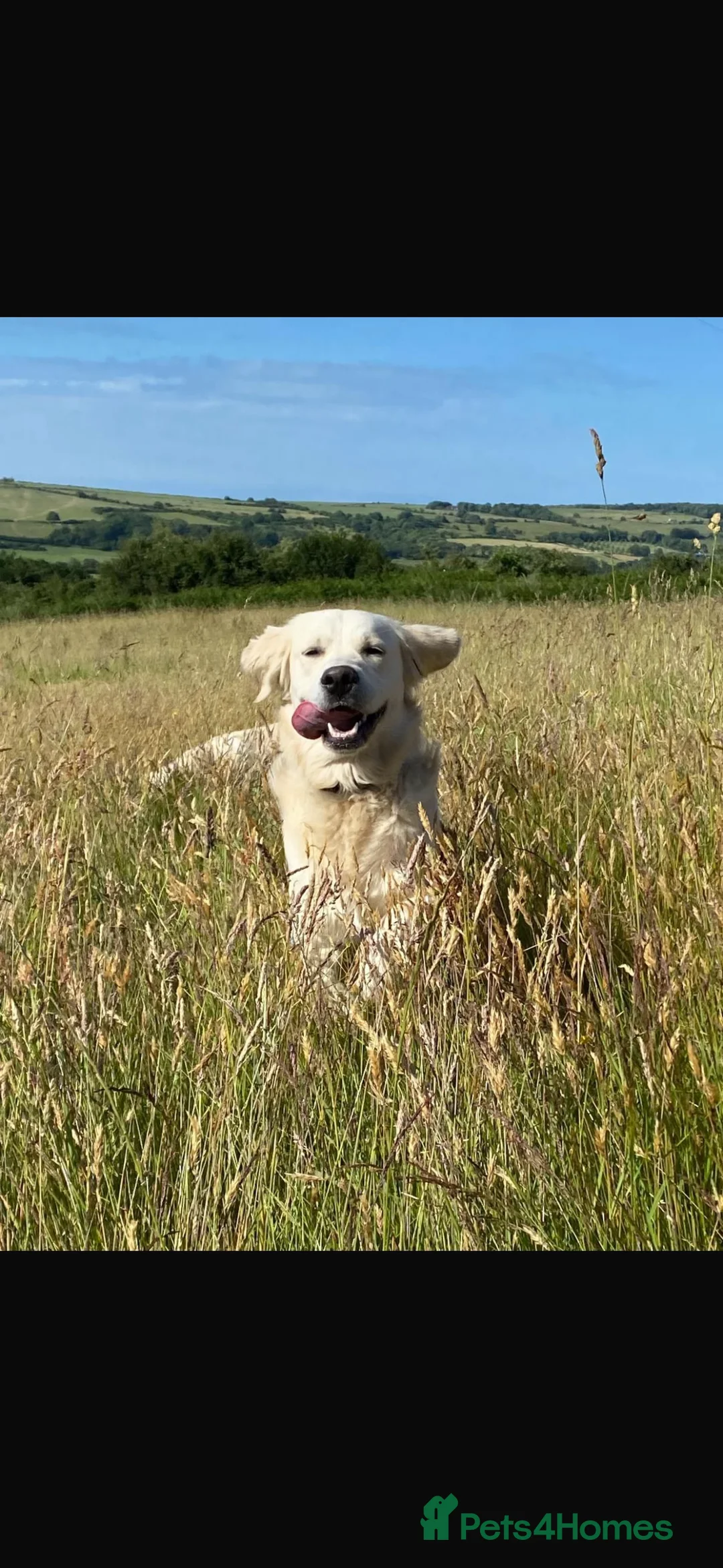 Golden Retriever dogs for sale: *2 left* gorgeous golden retrievers  - Advert 6