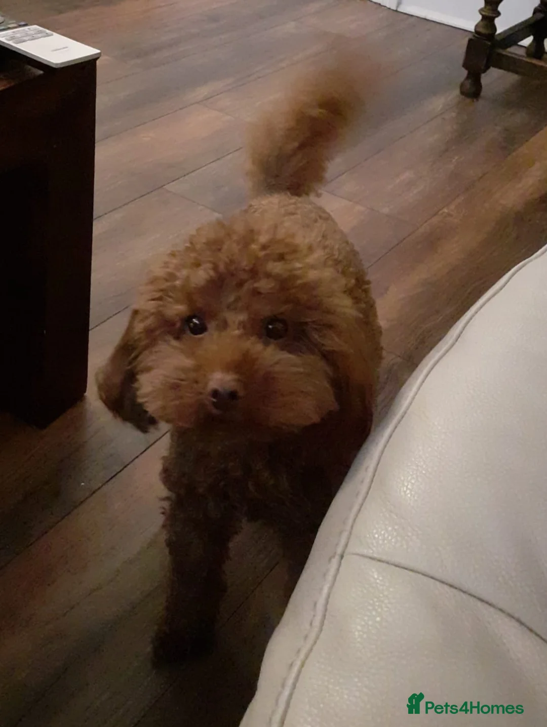 Toy Poodle dogs for sale: KC Tiny Red Toy Poodle - Advert 2