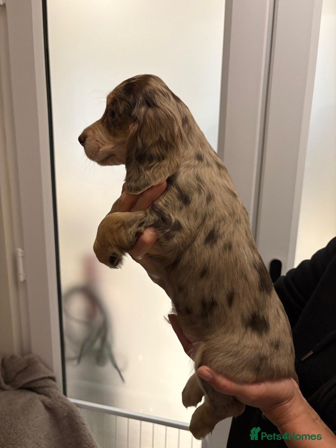 Cocker Spaniel dogs for sale: Show type KC and DNA health tested parents  - Advert 21