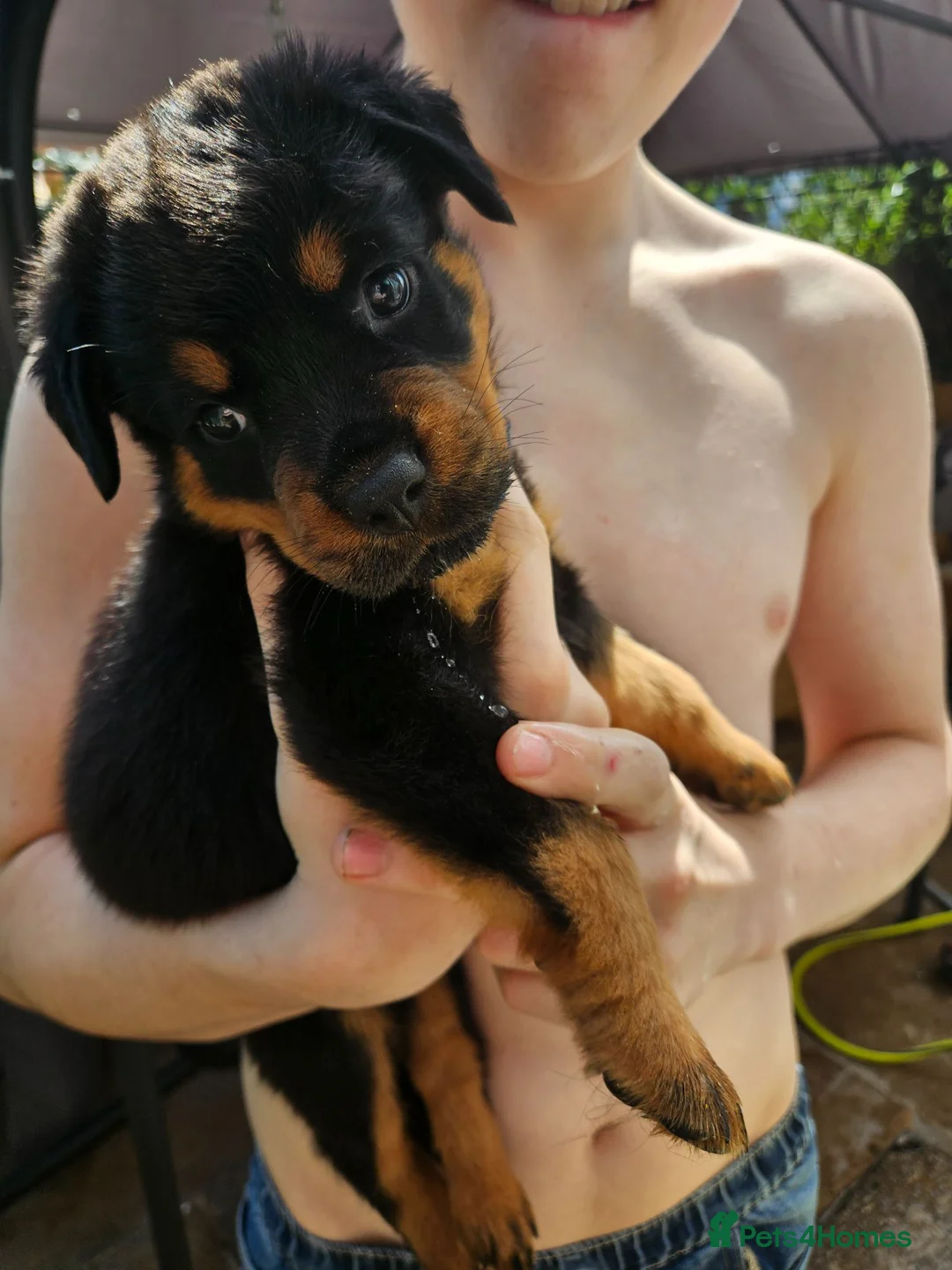 Rottweiler dogs for sale: Last male rottweiler pup need forever homes - Advert 2