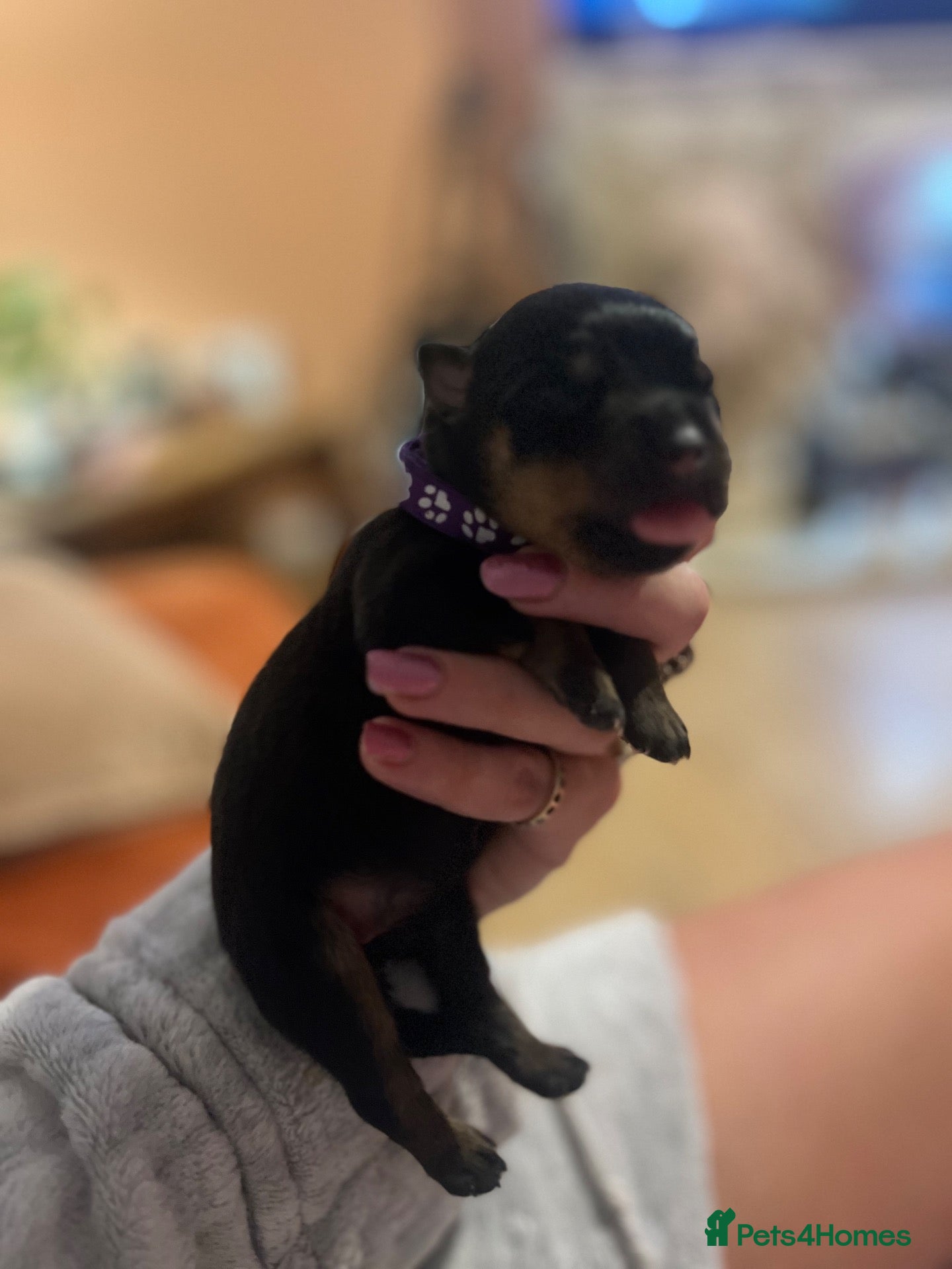 Rottweiler dogs Ten Beautiful chunky puppies have arrived!!  - Advert 1