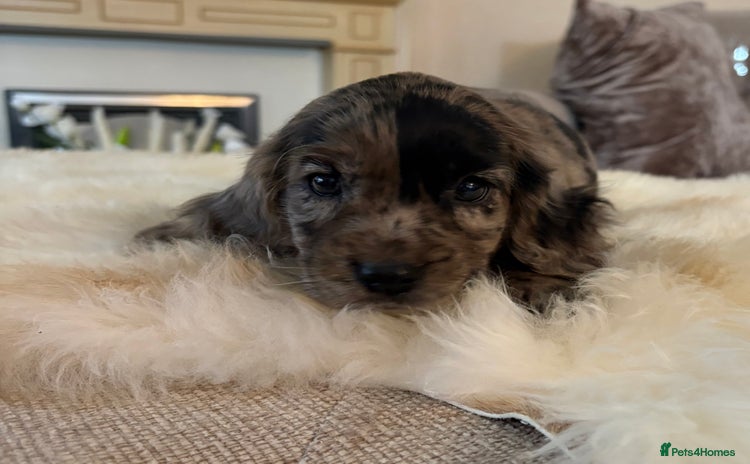 Cocker Spaniel dogs - Advert 5