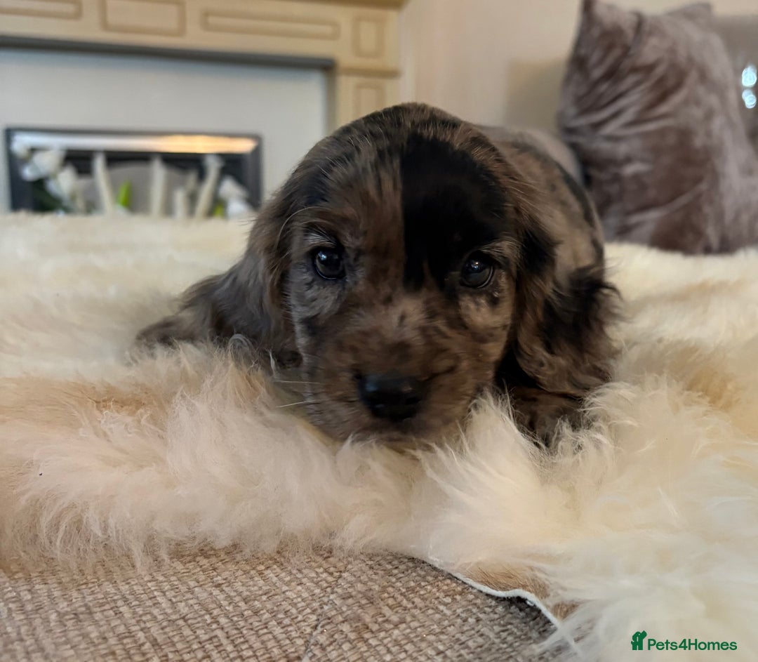 Cocker Spaniel dogs for sale: Beautiful Cocker Spaniel Puppies  - Image 1