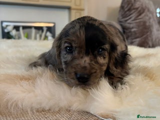 Cocker Spaniel dogs for sale - Advert 1