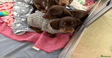 Miniature Dachshund dogs - Advert 16