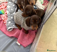 Miniature Dachshund dogs - Advert 16