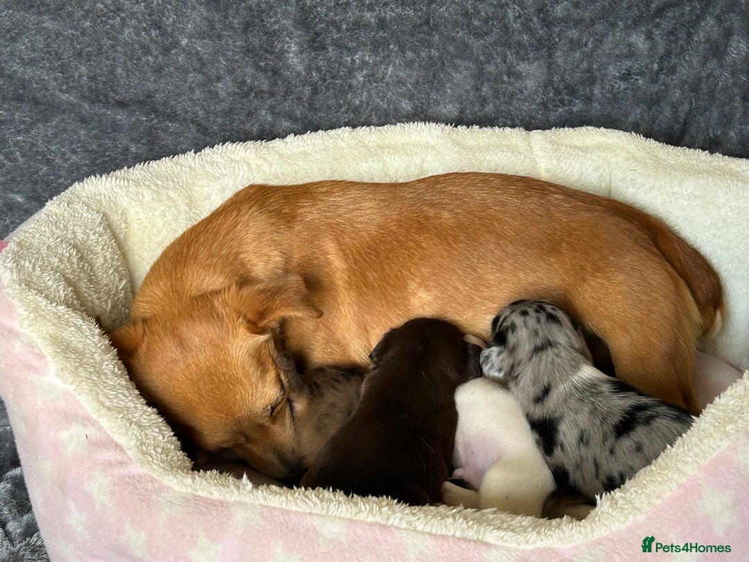 Jack Russell dogs for sale: Beautiful Rare Merle Mini Jack Russell Puppies  - Image 2