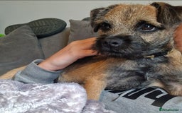 Border Terrier dogs for sale: Border terrier  - Image 3
