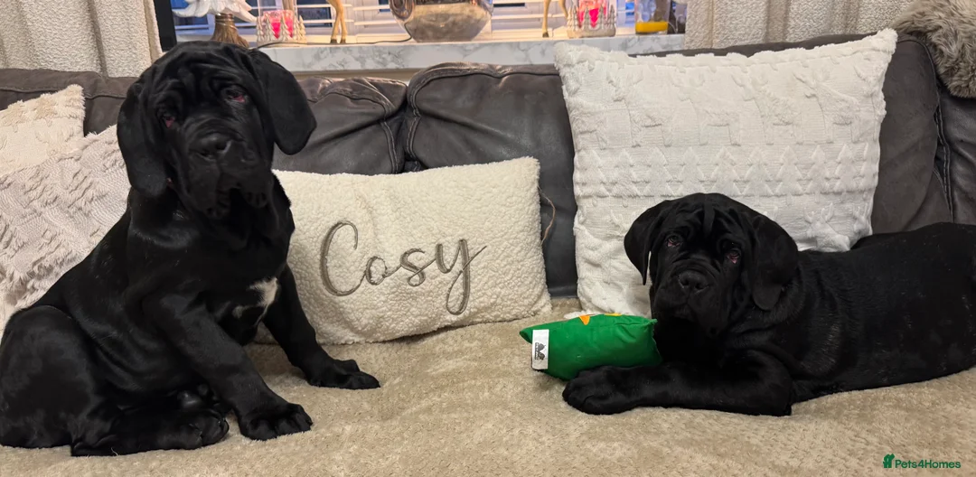 Neapolitan Mastiff dogs for sale: 2 black female Neapolitan mastiff puppies  - Advert 5