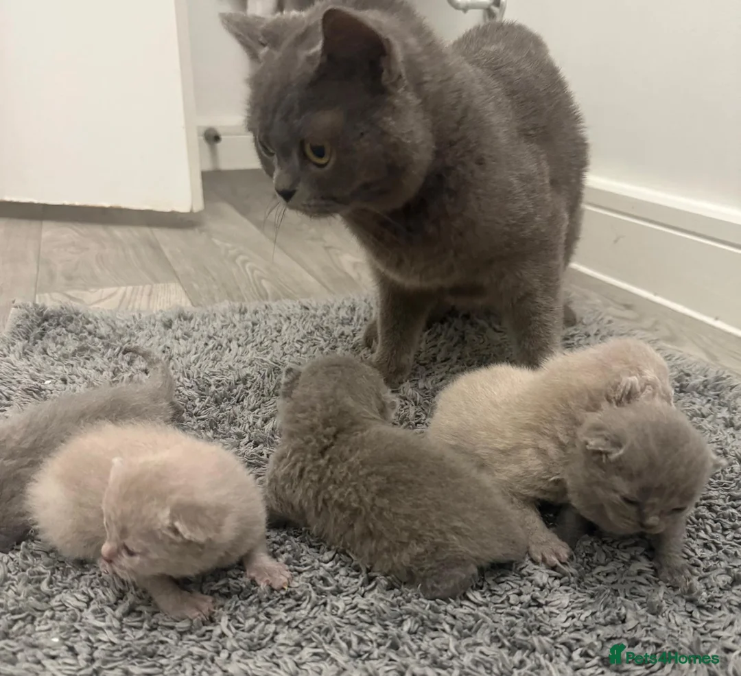 British Shorthair cats for sale: Beautiful British Shorthair Kittens for sale  - Advert 2