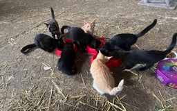 Mixed Breed cats for sale: Farm kittens for sale  - Image 4