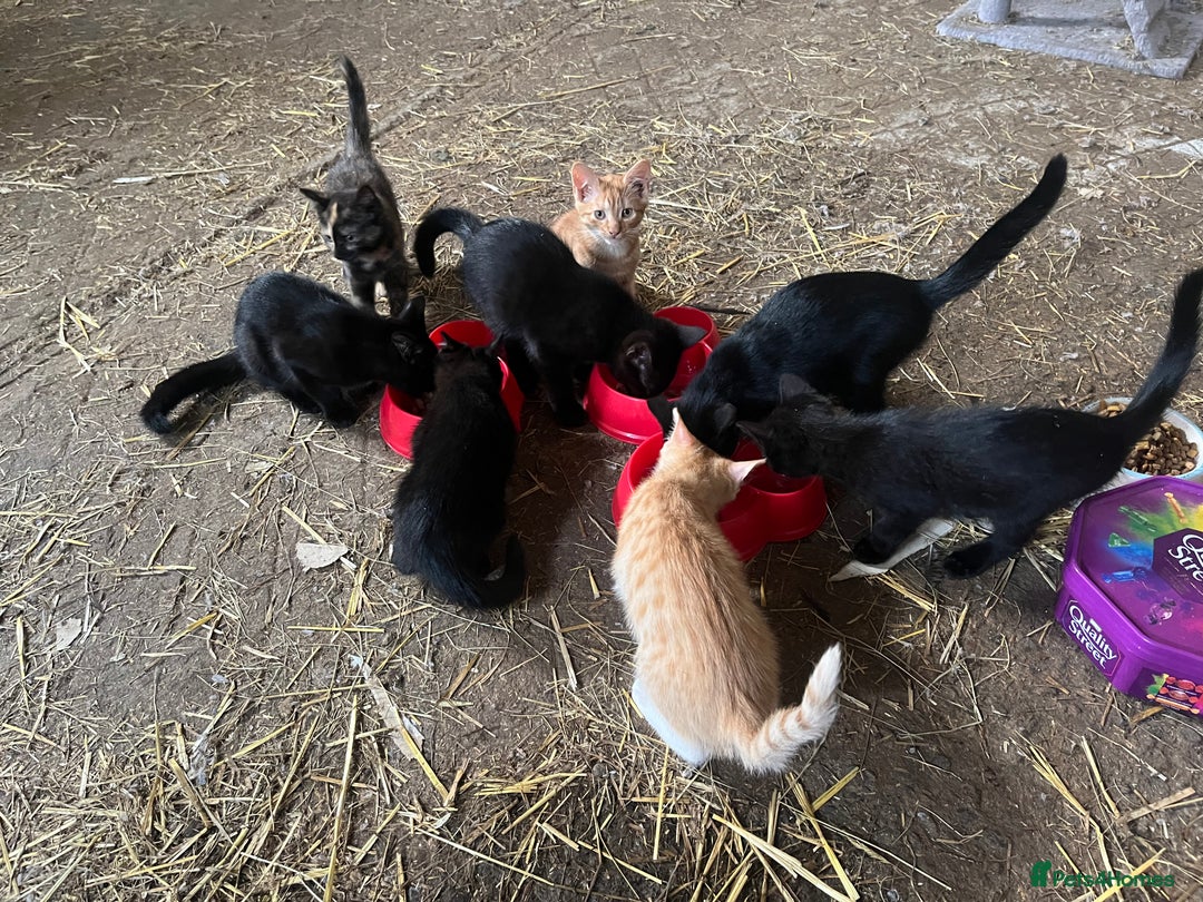 Mixed Breed cats for sale: Farm kittens for sale  - Image 4