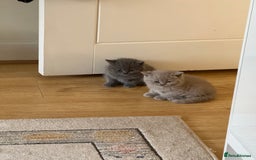 British Shorthair cats for sale: Gorgeous Kittens Ready to Find Their Forever Homes - Image 16