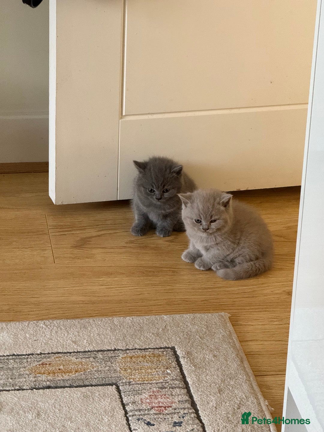 British Shorthair cats for sale: Gorgeous Kittens Ready to Find Their Forever Homes - Image 16