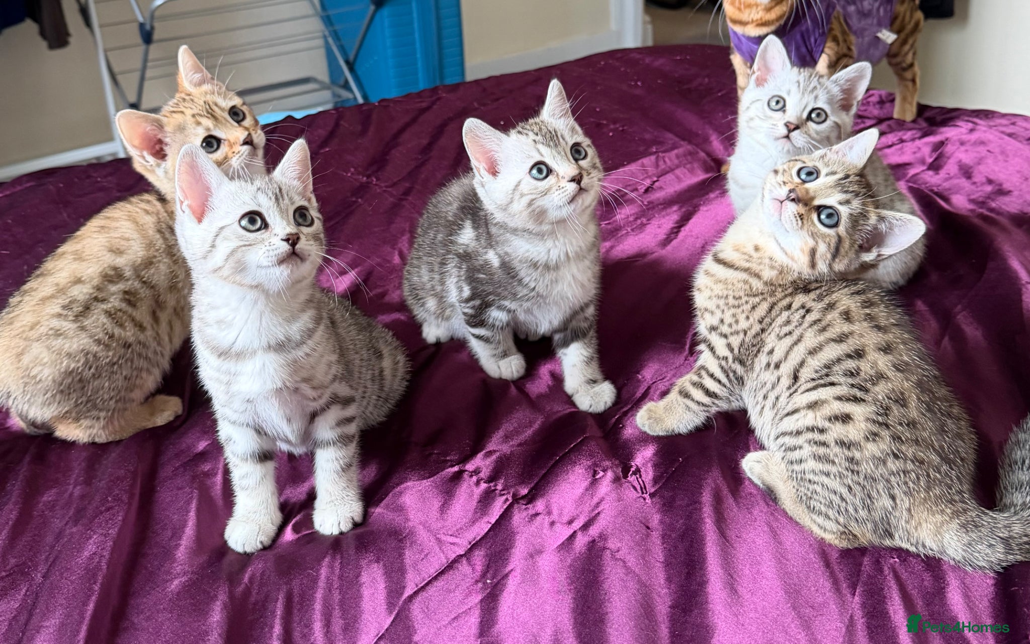 Mixed Breed cats Bengal X Scottish Straight/Fold Hybrid - Advert 3