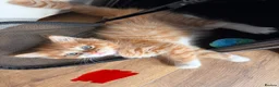 Mixed Breed cats for sale: 5 HALF-RAGDOLL KITTENS ❤️ - Advert 22