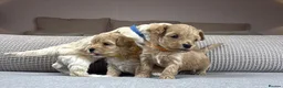 Maltipoo dogs for sale: SEE ALL OUR PUPPIES ON INSTA. OAKWELL RETRIEVERS  - Advert 29