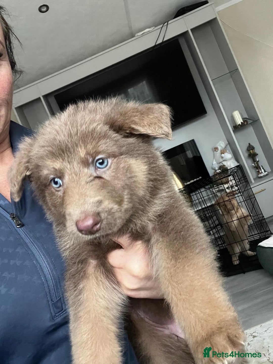 German Shepherd dogs for sale: Working KC GSD German shepherd puppies  - Advert 22