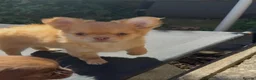 Chihuahua dogs for sale: Chihuahua puppies  - Advert 2